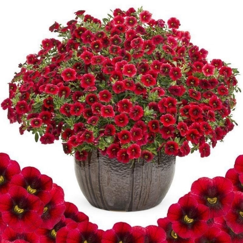 Scarlet Red Eye Calibrocha Cultivars Calipetite Çiçeği Saksıda