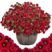 Scarlet Red Eye Calibrocha Cultivars Calipetite Çiçeği Saksıda
