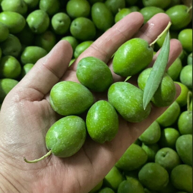 Susuzluğa Dayanıklı Kendine Verimli Yüksek Yağ Oranlı Sofralık Yağlık Sorani-Salkani Zeytin Fidanı
