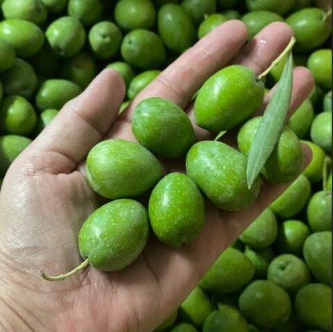 Susuzluğa Dayanıklı Kendine Verimli Yüksek Yağ Oranlı Sofralık Yağlık Sorani-Salkani Zeytin Fidanı