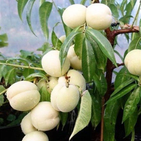 Tüplü Yarı Bodur Beyaz Nektarin Fidanı