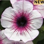 Pegasus Patio Lavander Sarkıcı Saksılık Petunya Fidesi (3 adet)