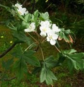 Geyik Elması(Malus Trilobata) Tohumu (20 tohum)