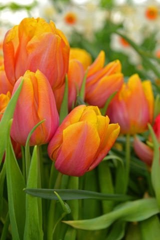 Orange Van Eijk  Tulip Lale Soğanı (5 adet)