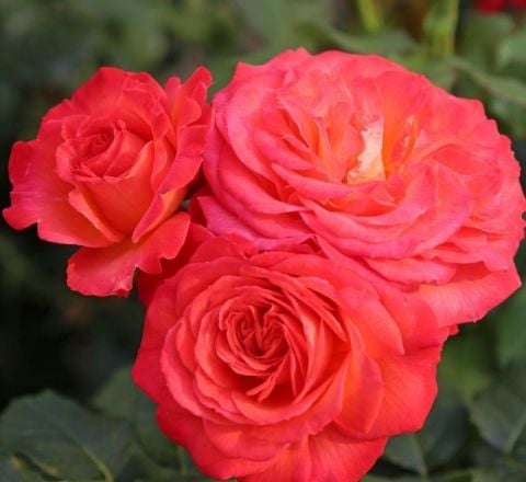 Tüplü Vulcano Yediveren Çok Gocalı Masal Gülü Fidanı