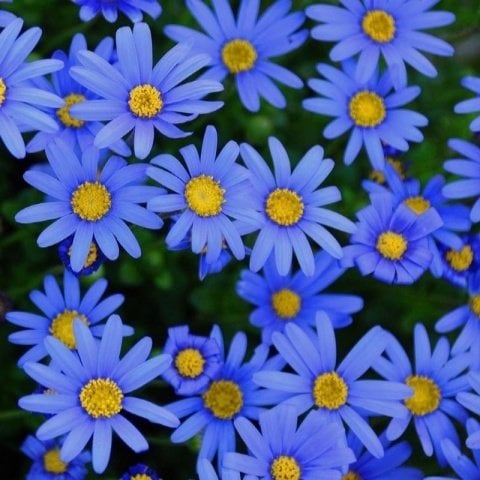 Felicia Amelloides Mavi Papatya Çiçeği Fidesi (2 adet)