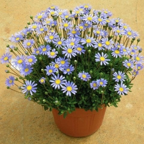 Felicia Amelloides Mavi Papatya Çiçeği Fidesi (2 adet)