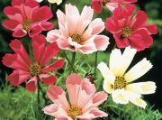 Kozmos(Cosmos) Denizi Kabukları Çiçeği Tohumu(30 tohum)