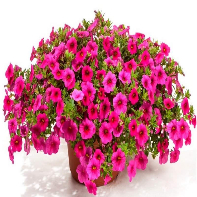 Sarkan Sepetler İçin Calibrachoa Rose Çiçeği Fidesi (3 adet)