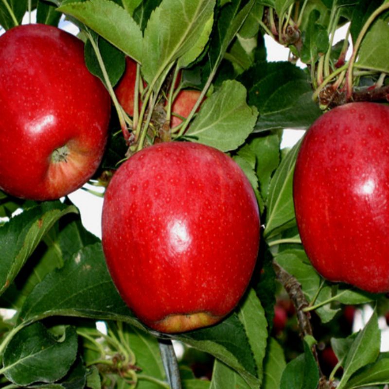 Açık Kök Yarı Bodur Buckeye Gala Elma Fidanı