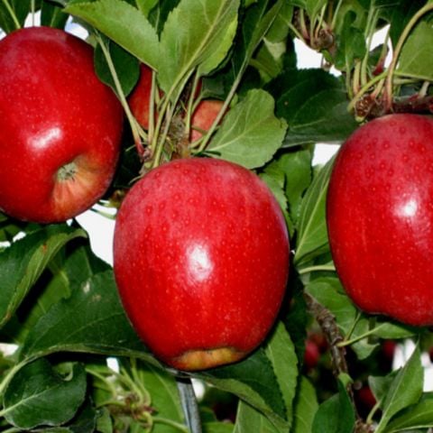 Açık Kök Yarı Bodur Buckeye Gala Elma Fidanı