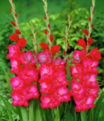 Rose Wit Glayör Çiçeği Soğanı Soğanı (5 adet)