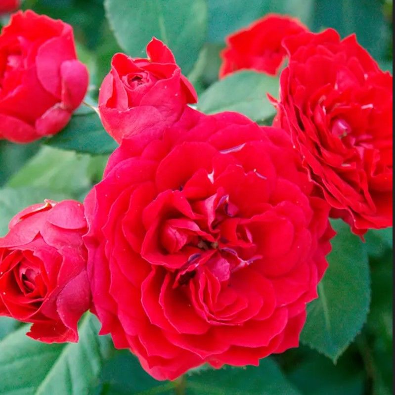 Tüplü Ruby Yediveren Çok Gocalı Masal Gülü Fidanı Gül Çemberi