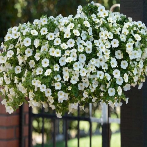 Sarkan Sepetler İçin White Calibrachoa Çiçeği Fidesi (3 adet)