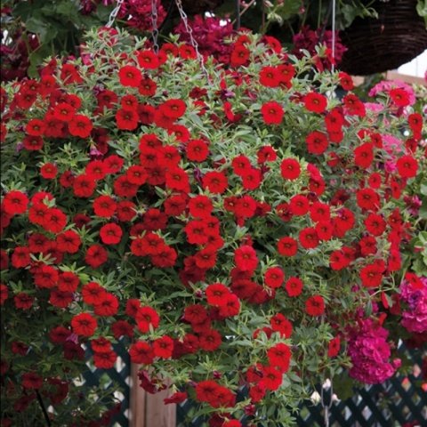 Sarkan Sepetler İçin Red Calibrachoa Milyonlar Çanı Çiçeği Fidesi (3 adet)