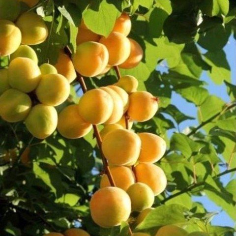 Tüplü Erkenci Ninfa  Kayısı Fidanı