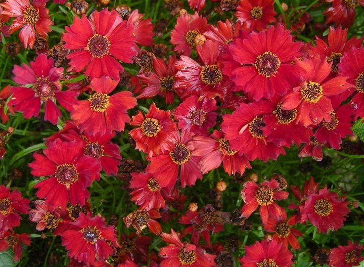 Red Beauty Coreopsis Kız Gözü Çiçeği Tohumu(100 tohum)