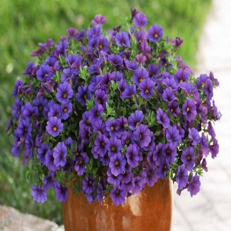 Sarkan Sepetler İçin Blue Calibrachoa Milyonlar Çanı Çiçeği Fidesi (3 adet)