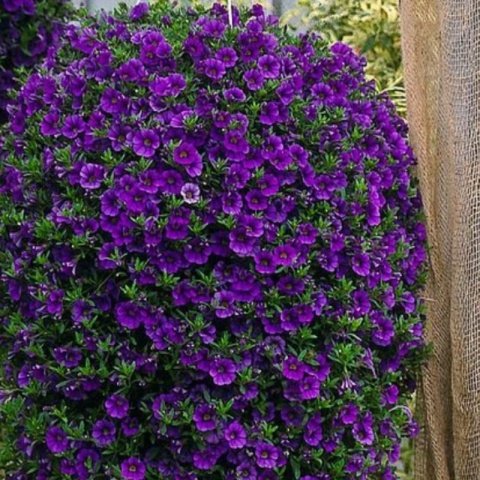 Sarkan Sepetler İçin Blue Calibrachoa Milyonlar Çanı Çiçeği Fidesi (3 adet)
