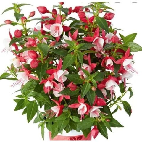 XL Deep Rose White Küpe Çiçeği Fidesi (1 adet)