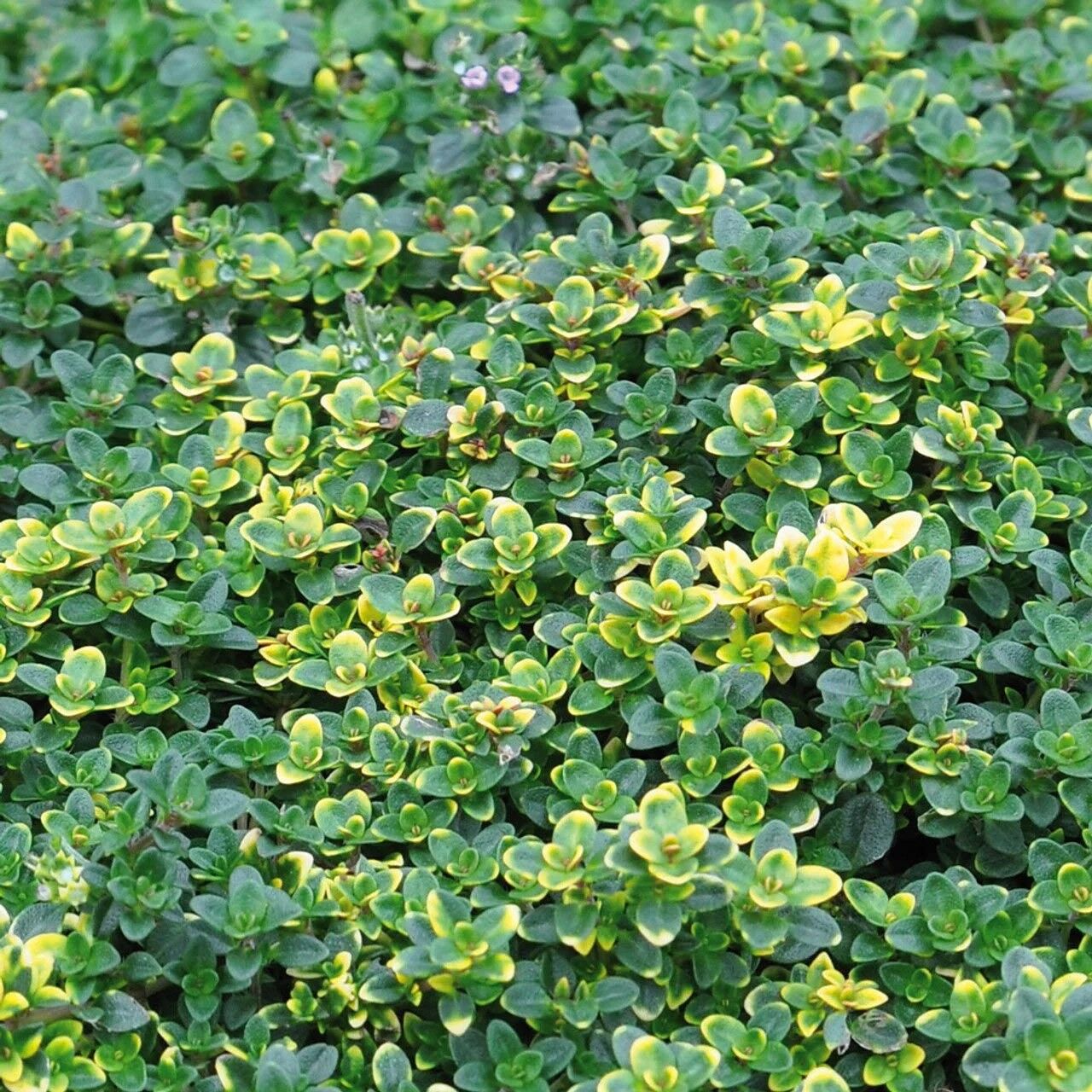 Aromatik Lemon Cascata Yayılıcı Kekik Fidesi (1 adet)