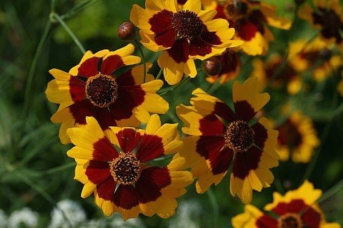 Bodur Kız Gözü Coreopsis Çiçeği Tohumu(100 tohum)