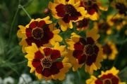 Bodur Kız Gözü Coreopsis Çiçeği Tohumu(100 tohum)
