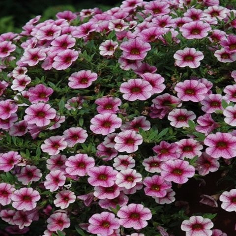 Sarkan Sepetler İçin Pink Vein Calibrachoa Milyonlar Çanı Çiçeği Fidesi (3 adet)