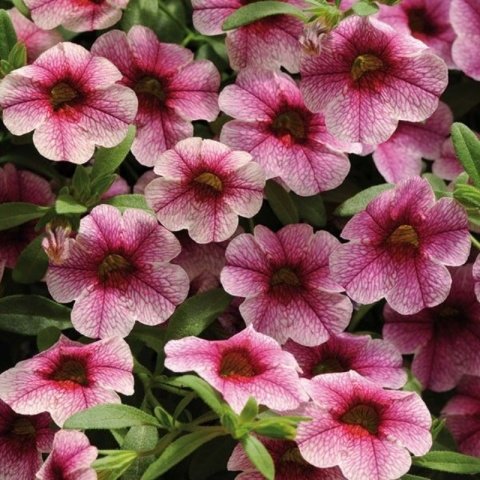 Sarkan Sepetler İçin Pink Vein Calibrachoa Milyonlar Çanı Çiçeği Fidesi (3 adet)
