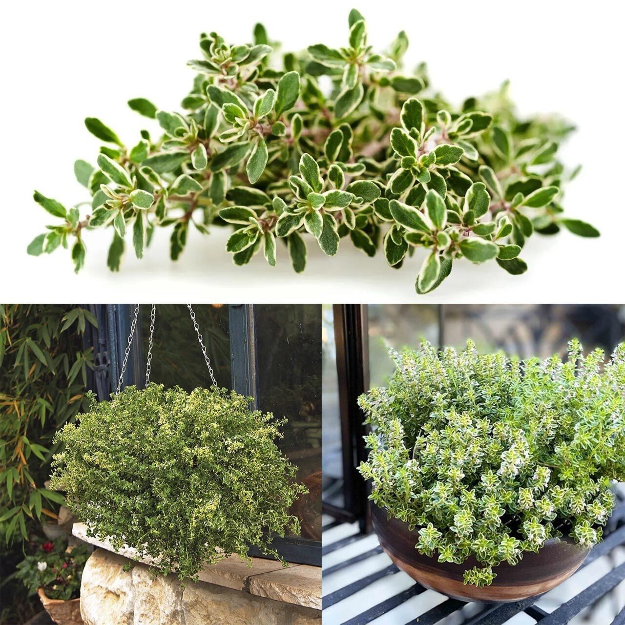 Aromatik Lemon Gold Yayılıcı Kekik Fidesi (1 adet)