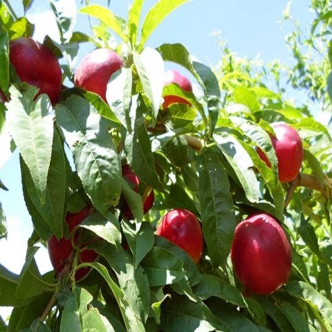 Tüplü  Zincal(Zinkal) 7 Nektarin Fidanı