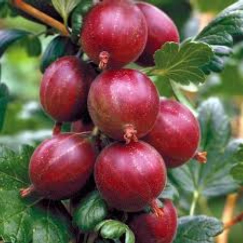 Kırmızı Bektaşi Üzümü Tohumu (15 tohum)