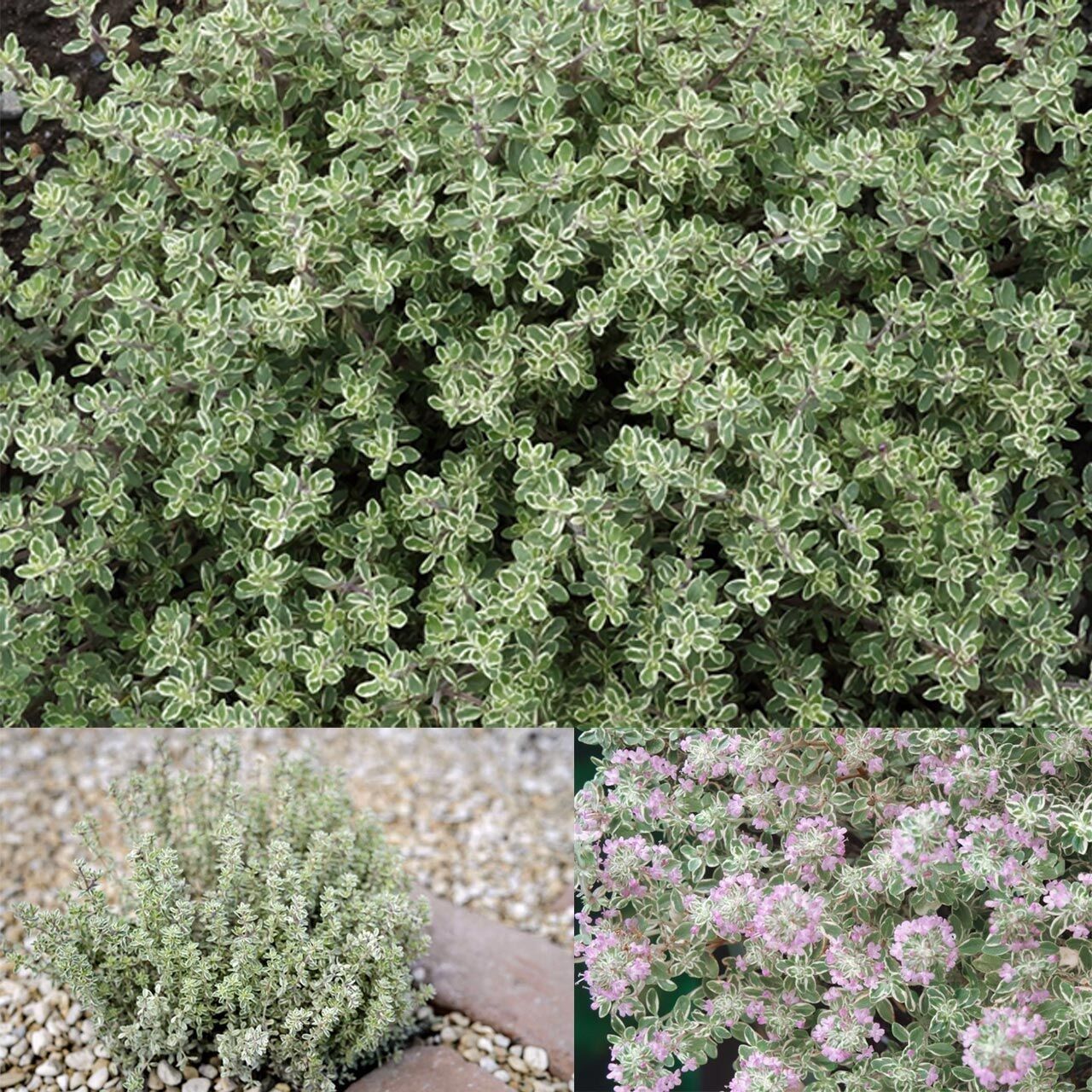 Aromatik Lemon Silver Yayılıcı Kekik Fidesi (1 adet)