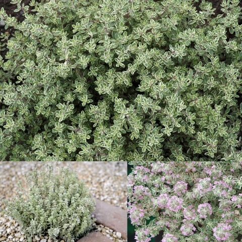 Aromatik Lemon Silver Yayılıcı Kekik Fidesi (1 adet)