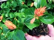 Apricot Day Ateş Çiçeği Fidesi (4 adet)