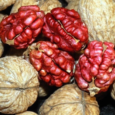 Tüplü R.Livermore Kırmızı Ceviz Fidanı