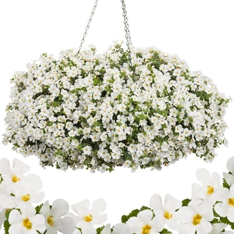 Sarkan Sepetler White Love Bacopa Çiçeği Fidesi (3 adet)