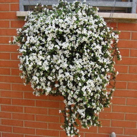 Sarkan Sepetler White Love Bacopa Çiçeği Fidesi (3 adet)