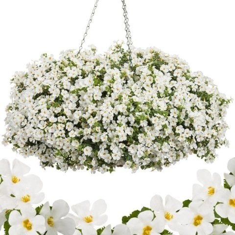 Sarkan Sepetler White Love Bacopa Çiçeği Fidesi (3 adet)