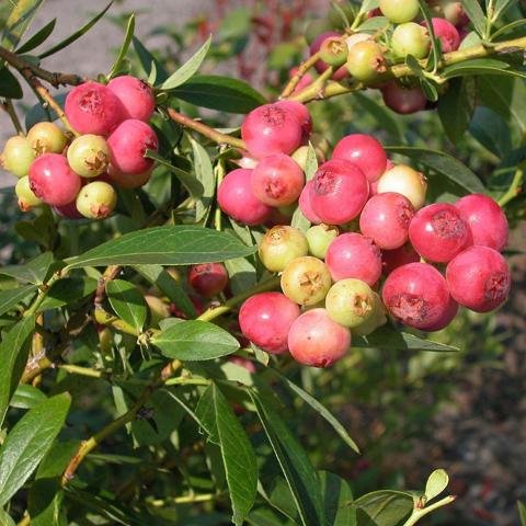 Tüplü Nadir Pink Lemonade Pembe Yaban Mersini Fidanı
