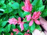Pink Taifun Ateş Çiçeği Fidesi (3 adet)
