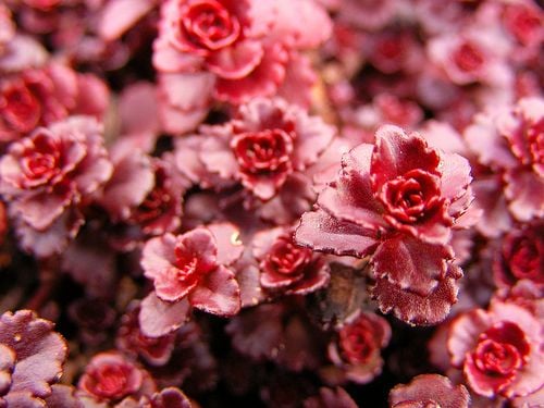Ejder Kanı Sedum(İkbal) Çiçeği Tohumu(20 tohum)
