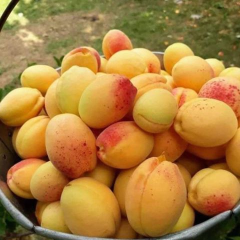 Açık Kök Iğdır Şalağı Kayısı Fidanı