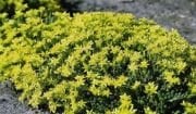 Sweety Golden Sedum Çiçeği Tohumu(50 tohum)