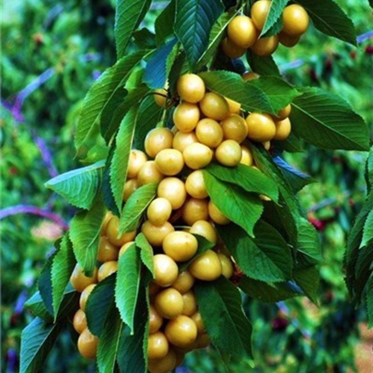 Yüksek Verimli Tüplü Tam Bodur Starks Gold Sarı  Kiraz Fidanı