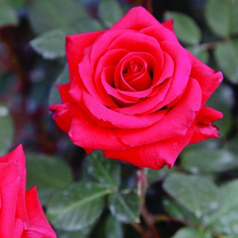 Tüplü Yediveren  Kokulu Kordes Adriana Gül Fidanı