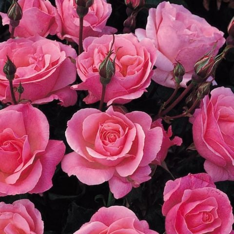 Tüplü Yediveren Çok Goncalı Soğuklara Dayanıklı Pink Fc Masal Gül Fidanı