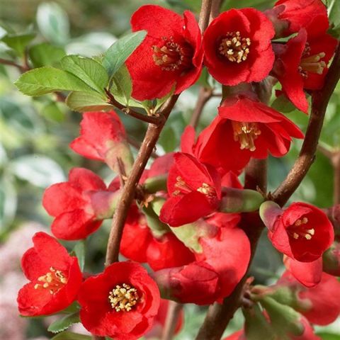 Tüplü Japanese Quince (chaenomeles-japonica) Japon Ayvası Fidanı