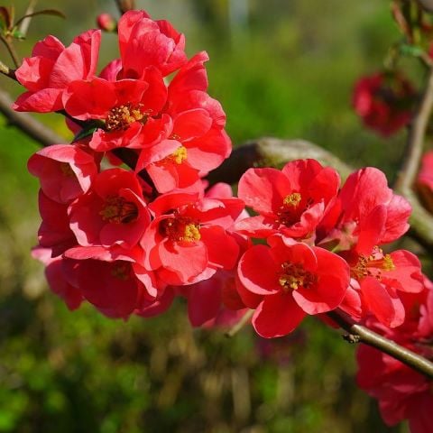 Tüplü Japanese Quince (chaenomeles-japonica) Japon Ayvası Fidanı