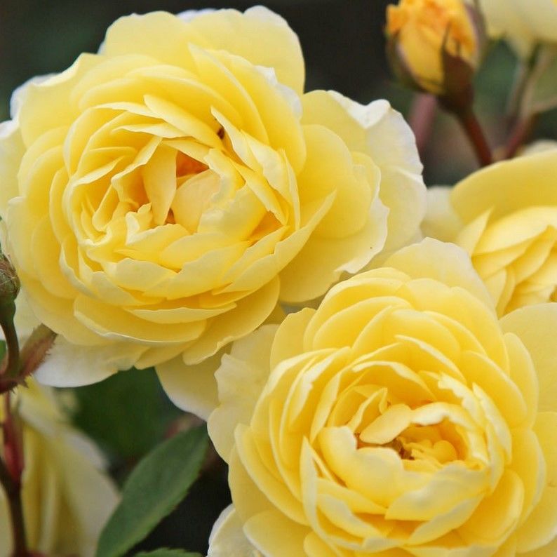 Tüplü Aşılı Yediveren Katmerli  Lemon Fc Çok Goncalı Masal Gülü Fidanı